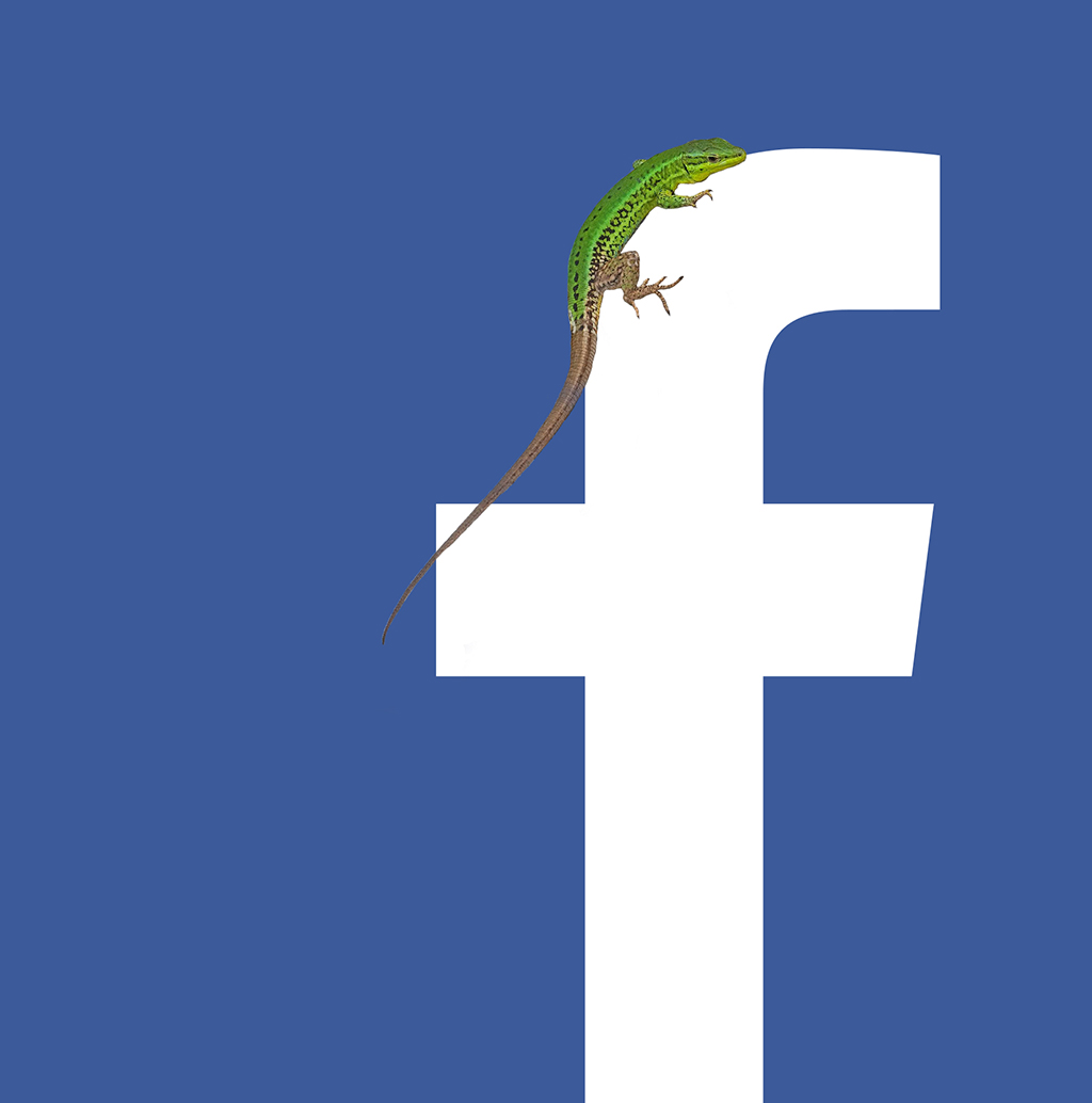Facebook-reptile.jpg