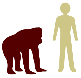 Orangutan-human comparison.svg.png