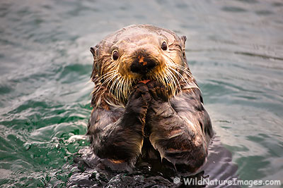Sea-otter-prince-william-sound.jpg