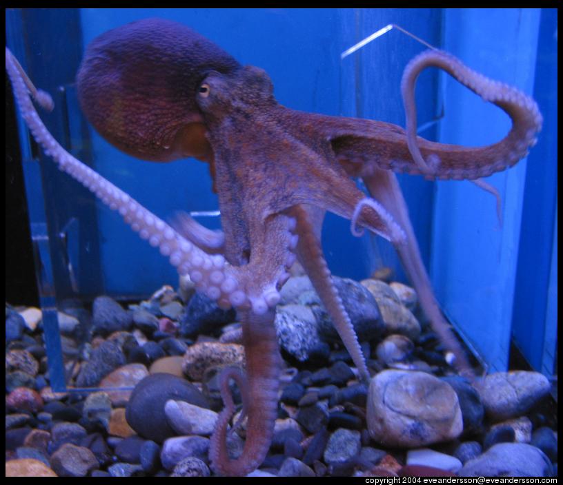 Kuji-aquarium-octopus.jpg