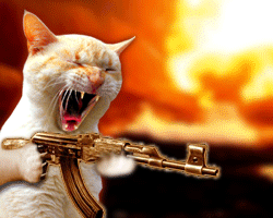 Кот террорист.gif