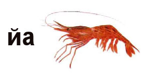 I%27m shrimp