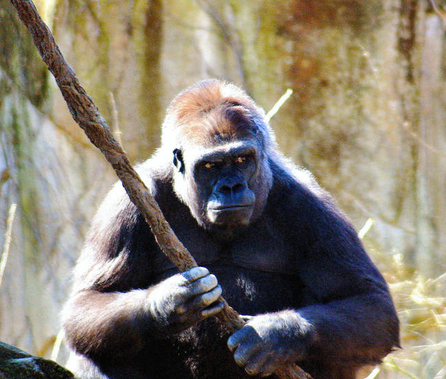 Gorilla CinZoo 2043.jpg