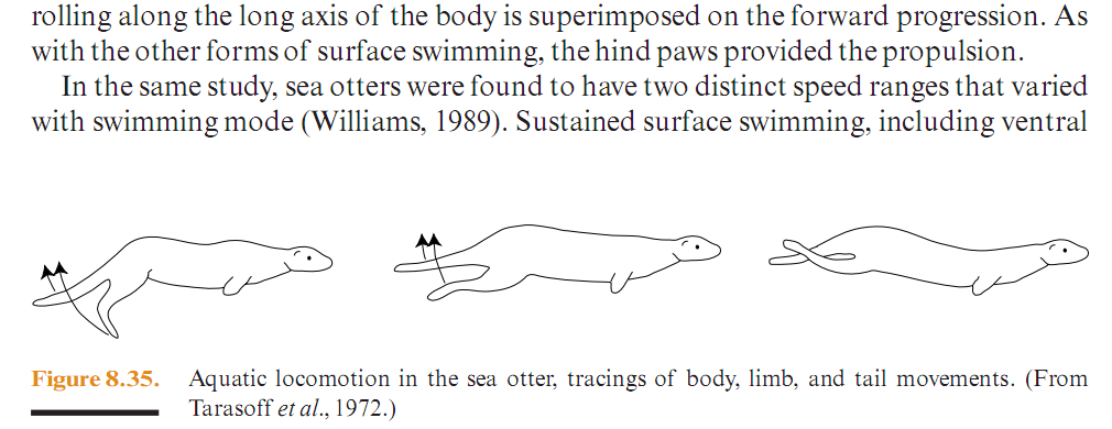 Aquatic locomotion in the sea otter 202.png