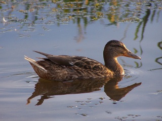 320px Duck in Malbork